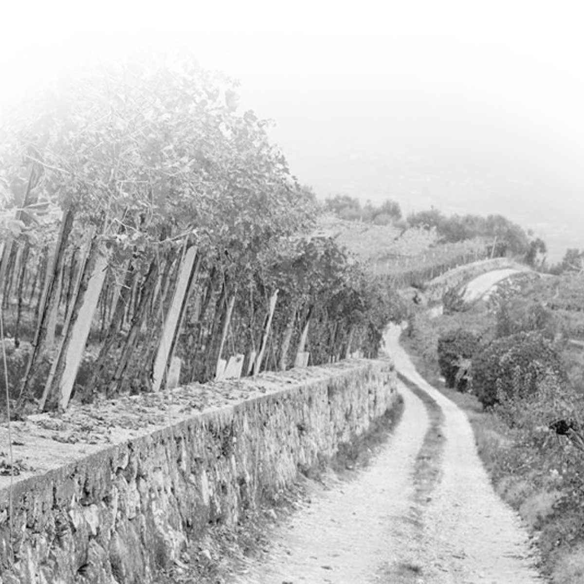 Cantina Valpolicella Negrar