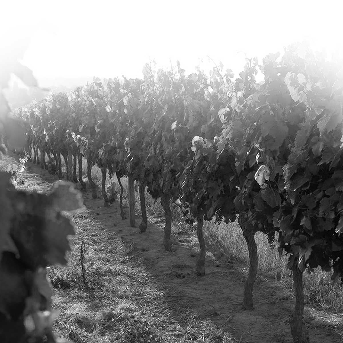 Château Peyredoulle