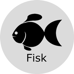 Fisk