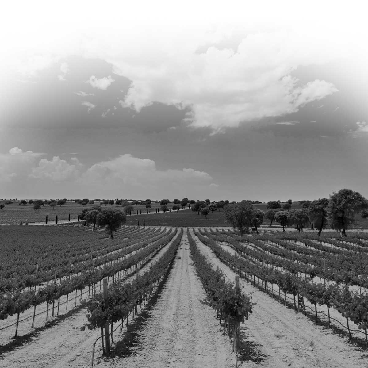 Peninsula Vinicultores